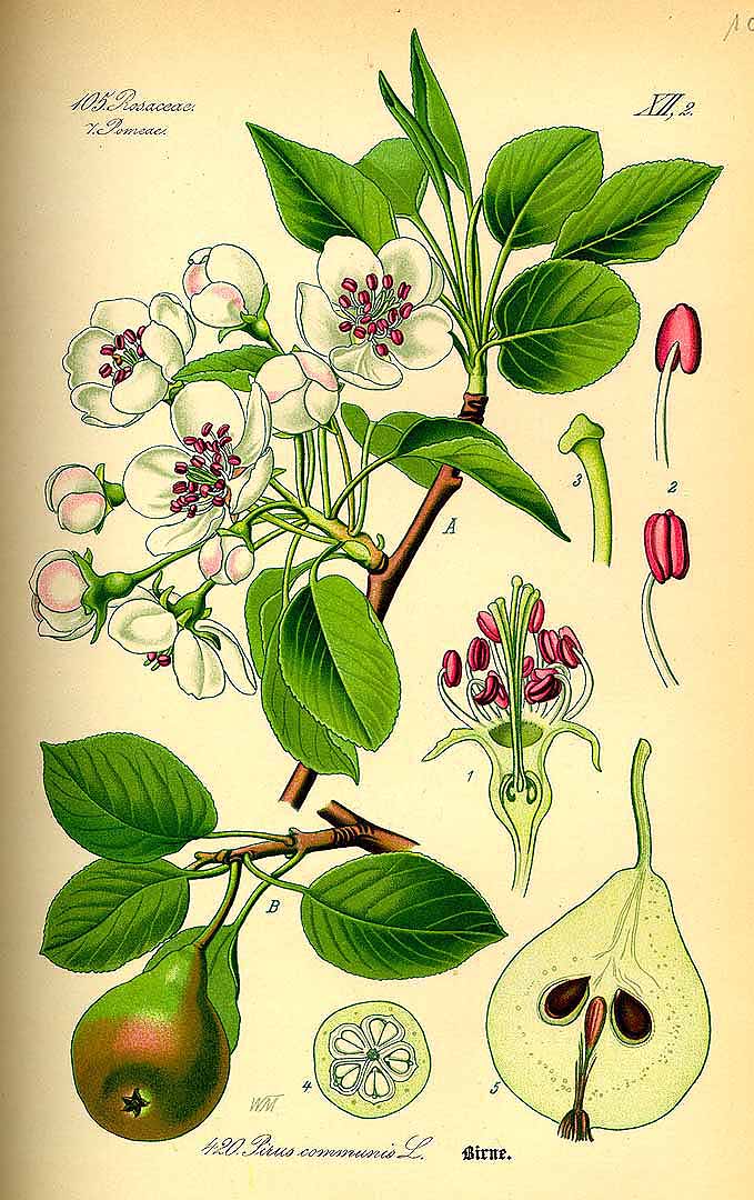 Illustration Pyrus communis, Par Thomé, O.W., Flora von Deutschland Österreich und der Schweiz (1886-1889) Fl. Deutschl. vol. 3 (1885), via plantillustrations 