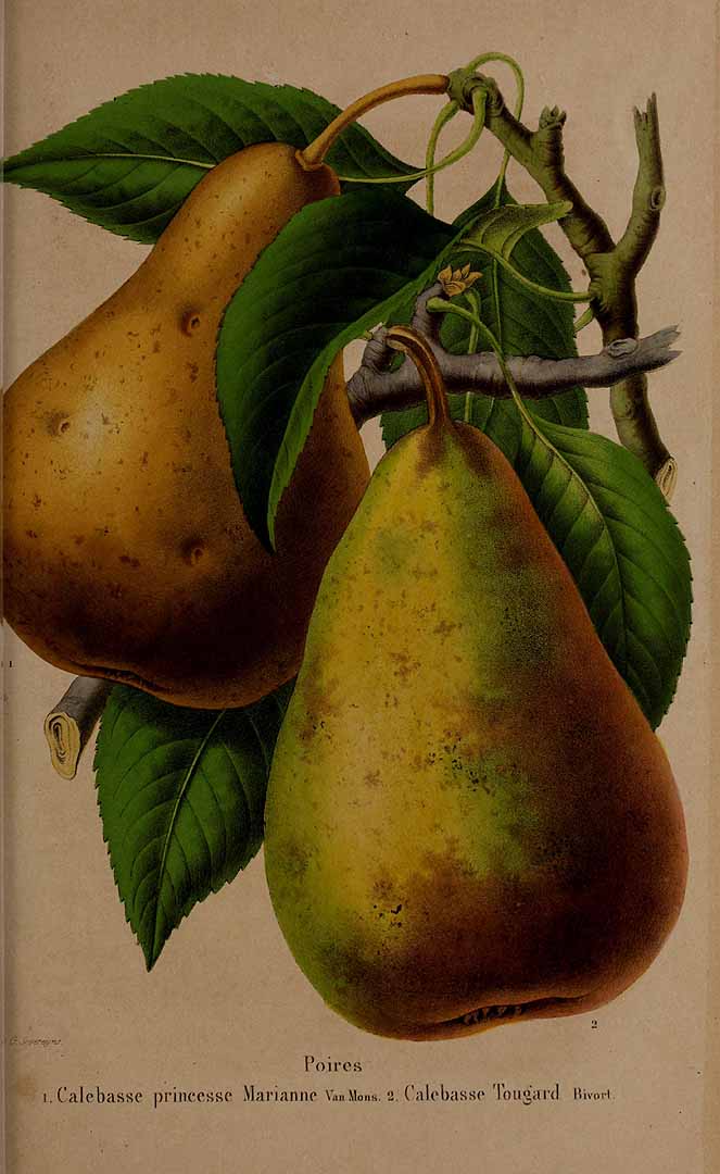 Illustration Pyrus communis, Par Belgique horticole, journal des jardins et des vergers (1851-1885) Belgique Hort. vol. 8 (1858), via plantillustrations 