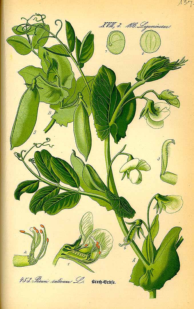 Illustration Pisum sativum, Par Thomé, O.W., Flora von Deutschland Österreich und der Schweiz (1886-1889) Fl. Deutschl. vol. 3 (1885), via plantillustrations 