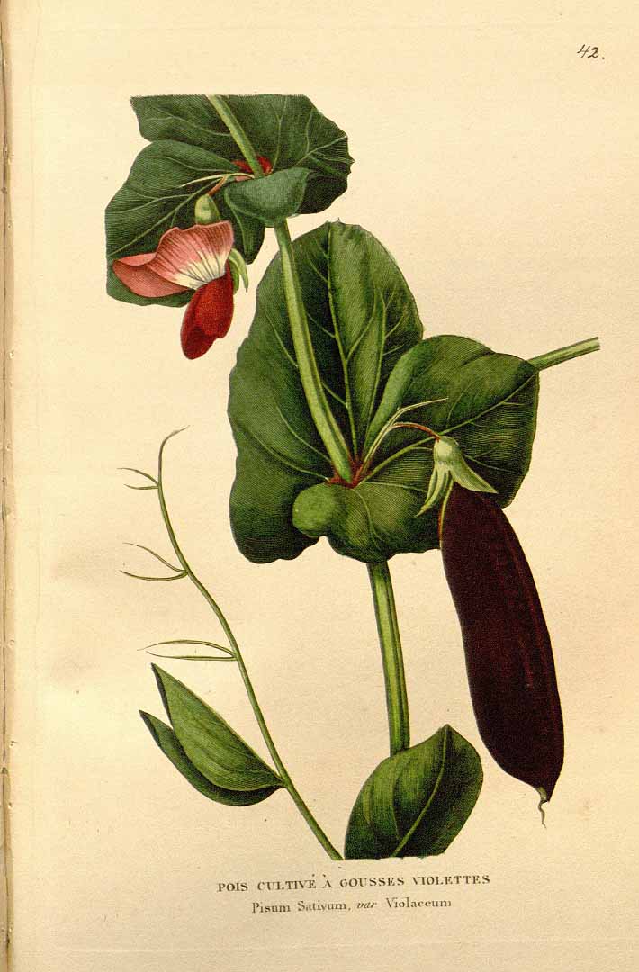 Illustration Pisum sativum, Par Annales de flore et de pomone (1832-1848) Ann. Fl. Pomone vol. 1 (1833), via plantillustrations 
