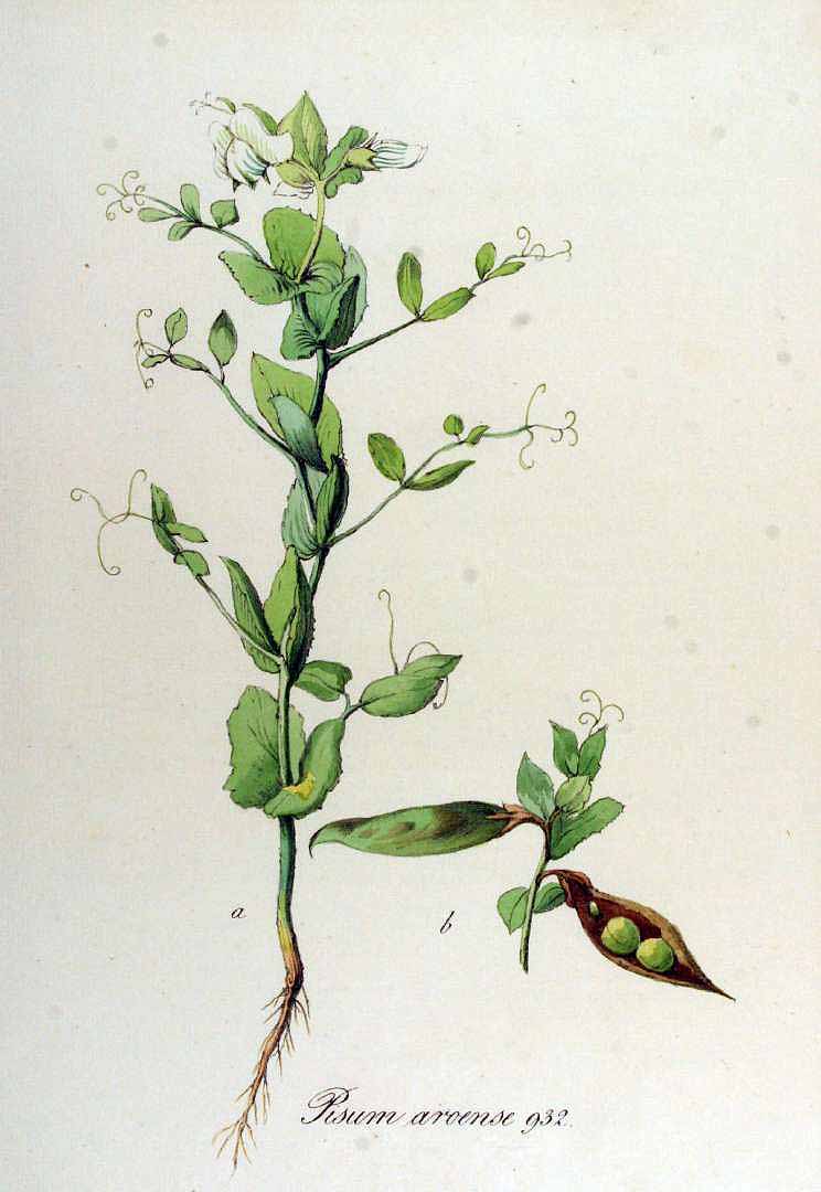Illustration Pisum sativum, Par Kops, J., Flora Batava (1800-1934) Fl. Bat. vol. 12 (1865), via plantillustrations 