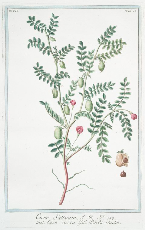 Illustration Cicer arietinum, Par Hortus Romanus juxta Systema Tournefortianum (vol. 7: t. 10, 1783-1816), via plantillustrations 