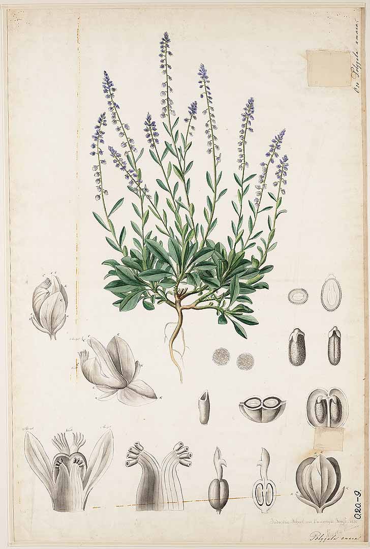 Illustration Polygala amara, Par Botanische wandplaten, via plantillustrations 