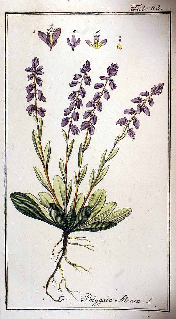 Illustration Polygala amara, Par Zorn, J., Oskamp, D.L., Afbeeldingen der artseny-gewassen (1796-1800) Afb. Arts.-Gew. vol. 1 (1796) t. 83, via plantillustrations 