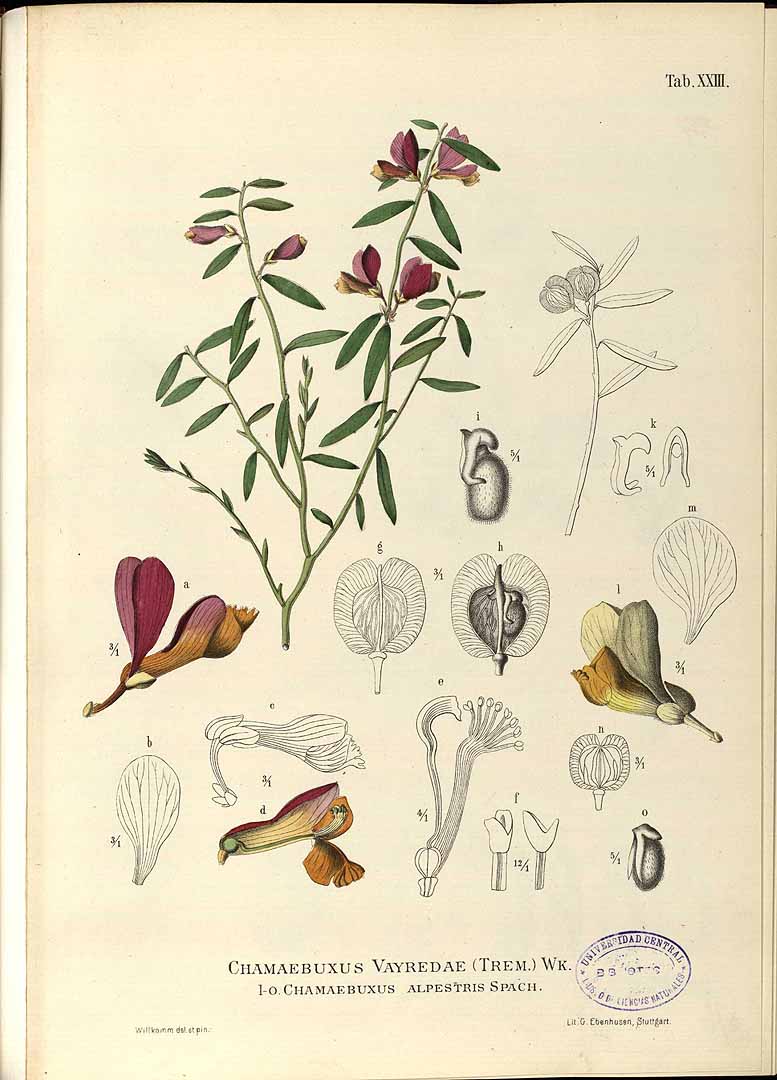 Illustration Polygala chamaebuxus, Par Willkomm, H.M., Illustrationes florae Hispaniae insularumque Balearium (1881-1892) Ill. Fl. Hispan. vol. 1 (1881) t. 23	f. l-o , via plantillustrations 