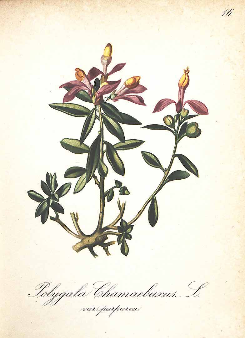 Illustration Polygala chamaebuxus, Par Seboth, J., Graf, F., Alpenpflanzen nach der Natur gemalt (1879) Alpenpfl. vol. 2 t. 16, via plantillustrations 