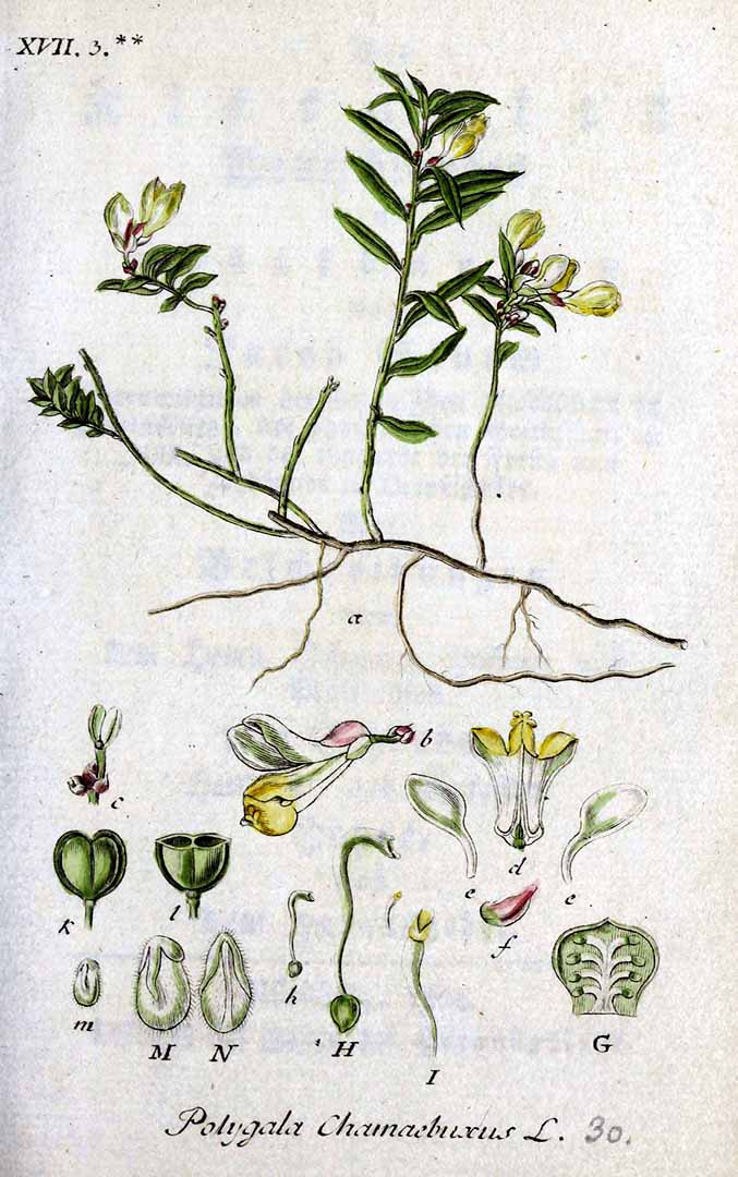 Illustration Polygala chamaebuxus, Par Sturm, J., Sturm, J.W., Deutschlands flora (1798-1855) Deutschl. Fl. vol. 4 (1803) t. 30] , via plantillustrations 