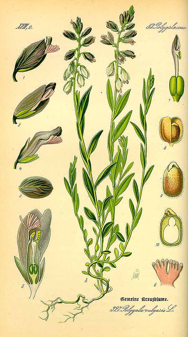 Illustration Polygala vulgaris, Par Thomé, O.W., Flora von Deutschland ?sterreich und der Schweiz (1886-1889) Fl. Deutschl. vol. 3 (1885) t. 327, via plantillustrations 