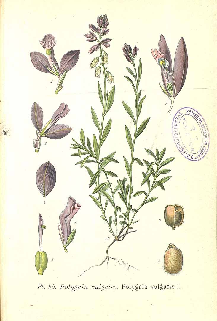 Illustration Polygala vulgaris, Par Masclef, A., Atlas des plantes de France (1890-1893) Atlas Pl. France vol. 2 t. 45, via plantillustrations 