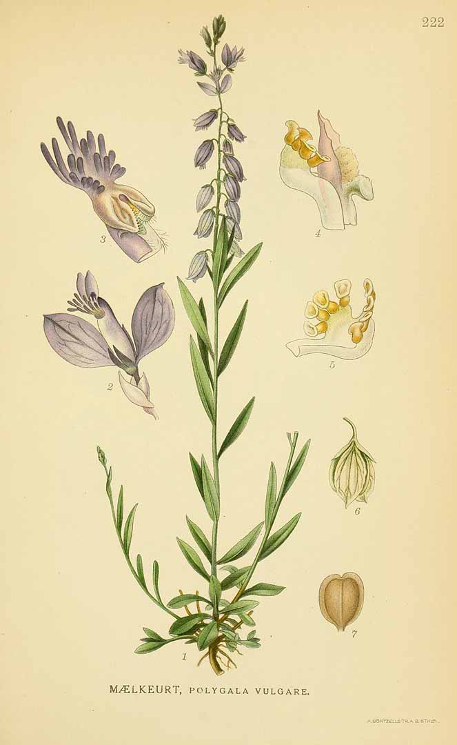 Illustration Polygala vulgaris, Par Lindman, C.A.M., Bilder ur Nordens Flora Bilder Nordens Fl. vol. 2 (1922) t. 222, via plantillustrations 