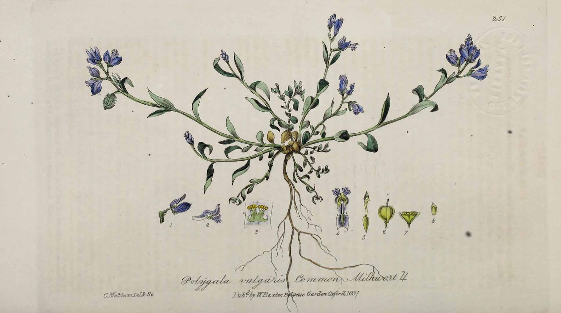 Illustration Polygala vulgaris, Par Baxter, W., British phaenogamous botany (1834-1843) Brit. Phaen. Bot. vol. 4 [tt. 241-320] t. 251, via plantillustrations 