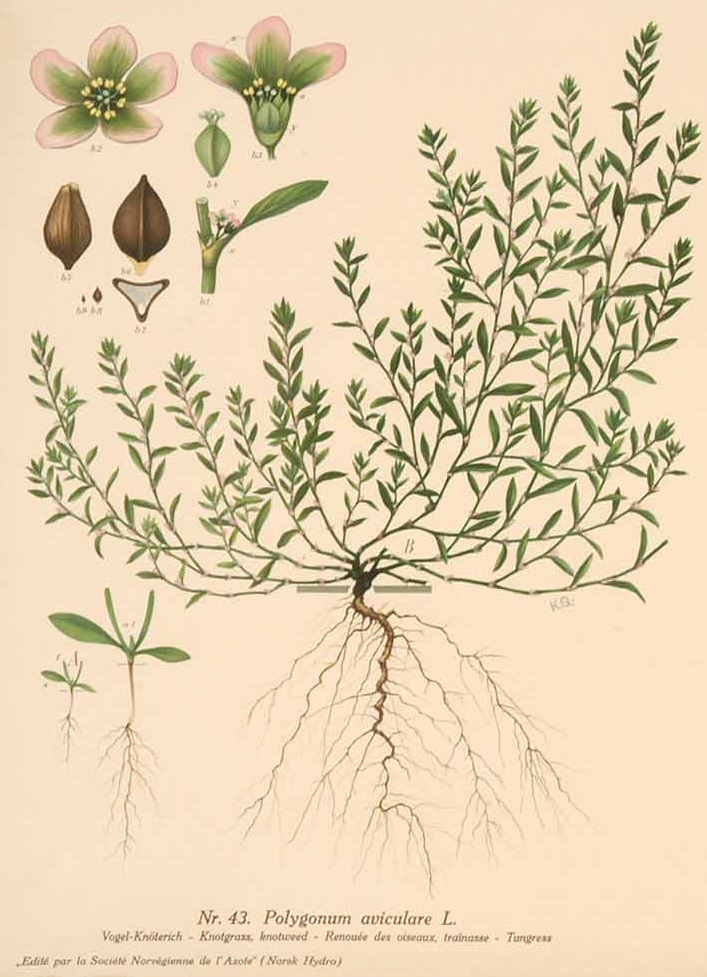 Illustration Polygonum aviculare, Par Korsmo, E., Unkrauttaflen - Weed plates - Planches des mauvaises herbes - Ugressplansjer (1934-1938)  (1934) t. 31	f. 43 , via plantillustrations 