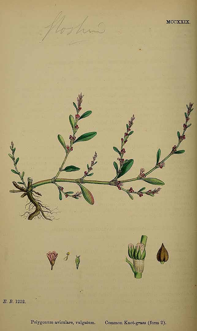 Illustration Polygonum aviculare, Par Smith, J.E., English botany, or coloured figures of British plants, ed. 3 [B] [J.E. Sowerby et al] (1863-1899) Engl. Bot., ed. 3 vol. 8 (1868) t. 1229, via plantillustrations 