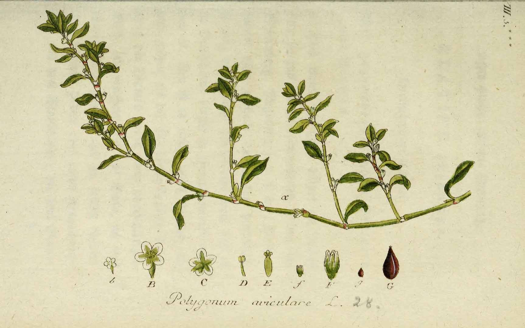 Illustration Polygonum aviculare, Par Sturm, J., Sturm, J.W., Deutschlands flora (1798-1855) Deutschl. Fl. vol. 1 (1796) t. 28] , via plantillustrations 