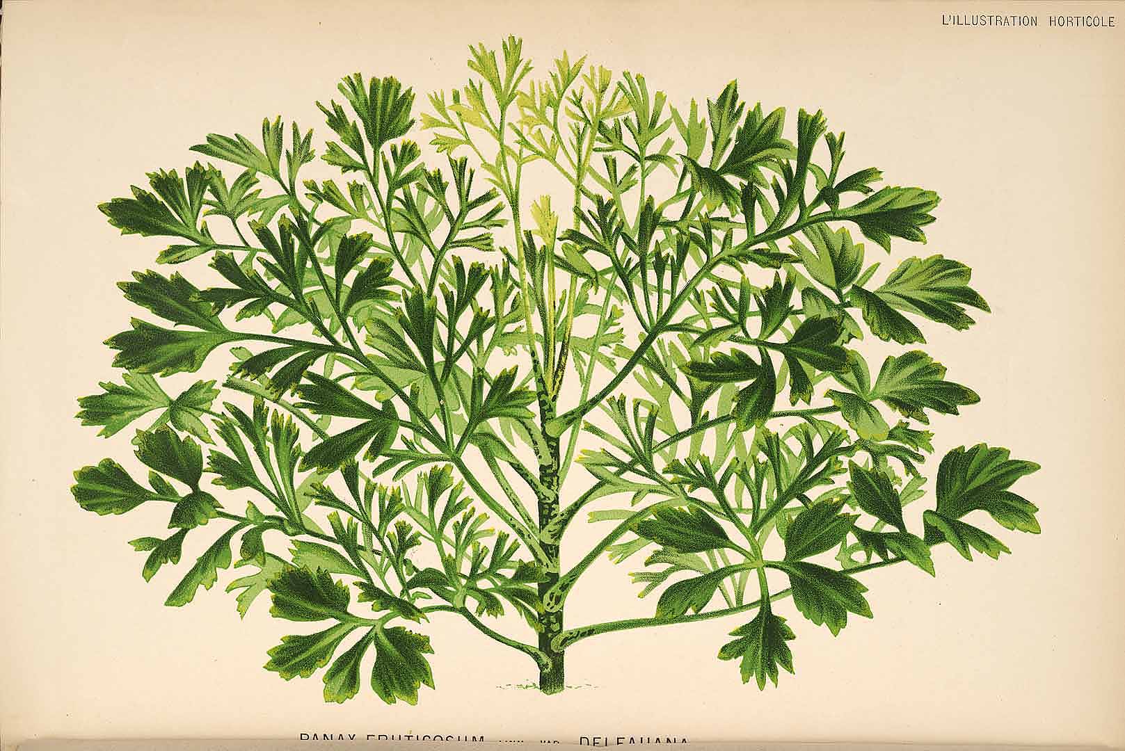 Illustration Polyscias fruticosa, Par L&#039;Illustration horticole (1854-1896) Ill. Hort. vol. 30 (1883) t. 492, via plantillustrations 