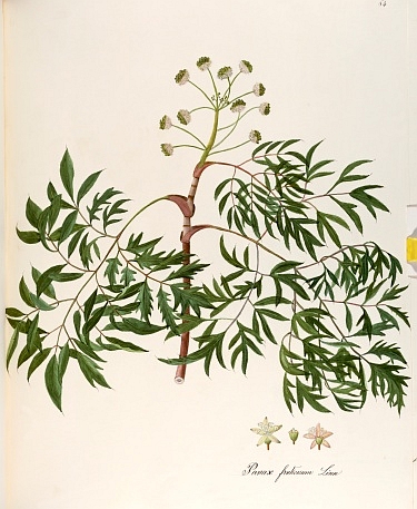 Illustration Polyscias fruticosa, Par Iconographia Taurinensis (1752-1868), via plantillustrations 