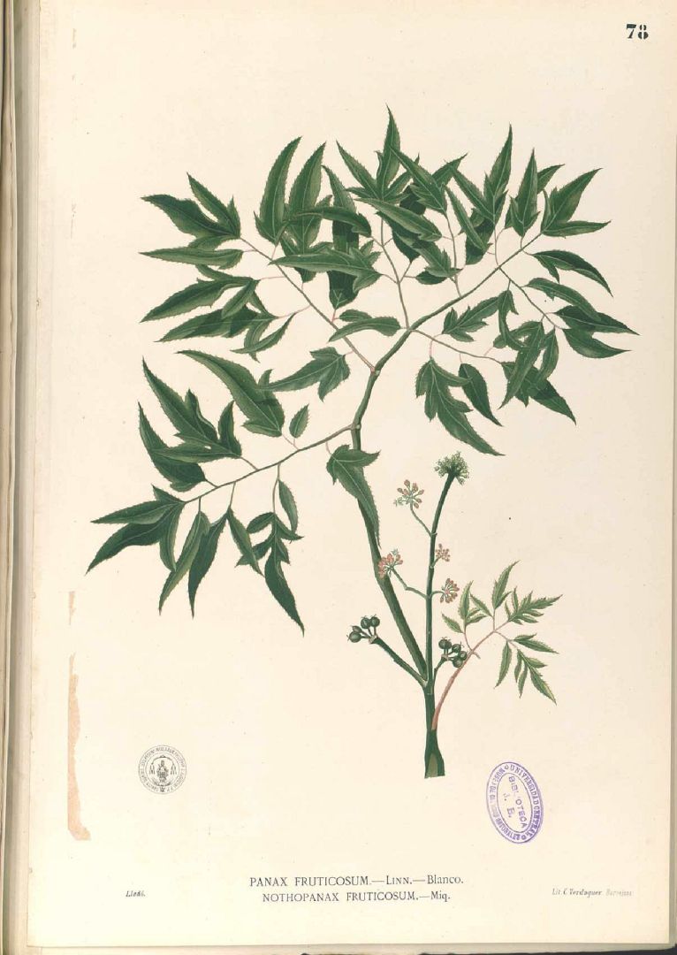 Illustration Polyscias fruticosa, Par Blanco, M., Flora de Filipinas, ed. 3 (1877-1883) Fl. Filip., ed. 3 t. 78, via plantillustrations 
