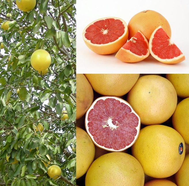 Illustration Citrus paradisi, Par inconnu, via wikimedia 
