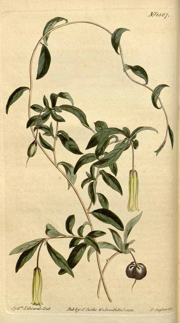 Illustration Billardiera longiflora, Par Curtis´s Botanical Magazine (1813), via plantillustrations 
