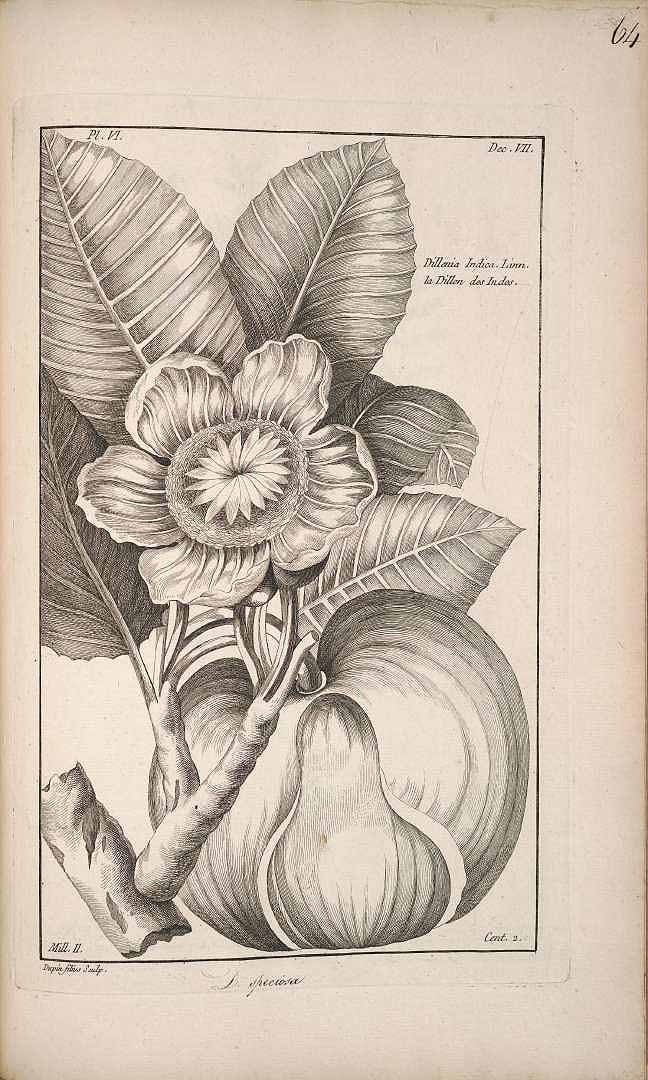 Illustration Dillenia indica, Par Buchoz P.J. (Histoire universelle du règne végétal, vol. 11: t. 64, 1775-1778), via plantillustrations 