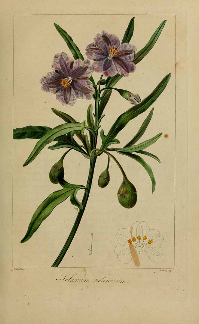 Illustration Solanum laciniatum, Par Delaunay, M., Loiseleur-Deslongchamps, J.L.A., Herbier général de l?amateur (1814-1827) Herb. Gén. Amat. vol. 5 (1821), via plantillustrations 