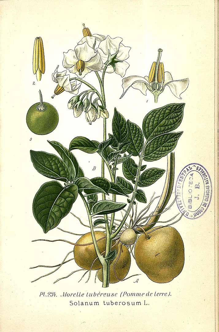 Illustration Solanum tuberosum, Par Masclef, A., Atlas des plantes de France (1890-1893) Atlas Pl. France vol. 3 (1893), via plantillustrations 