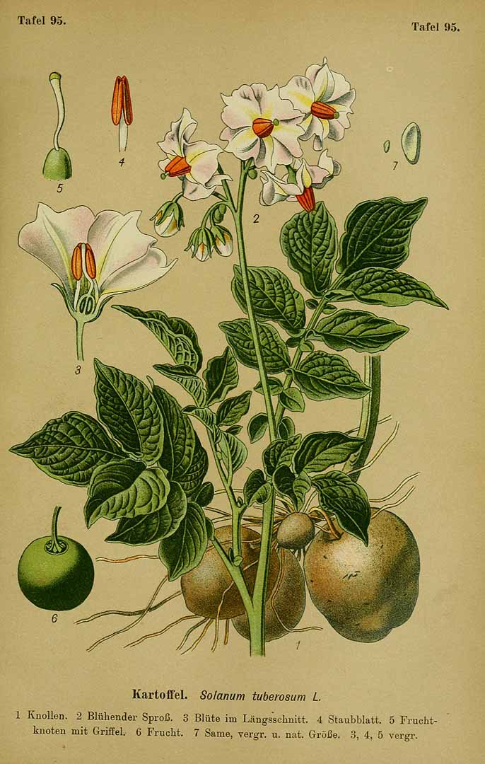 Illustration Solanum tuberosum, Par Esser, P.H.H., Giftpflanzen Deutschlands (1910) Giftpfl. Deutschl., via plantillustrations 