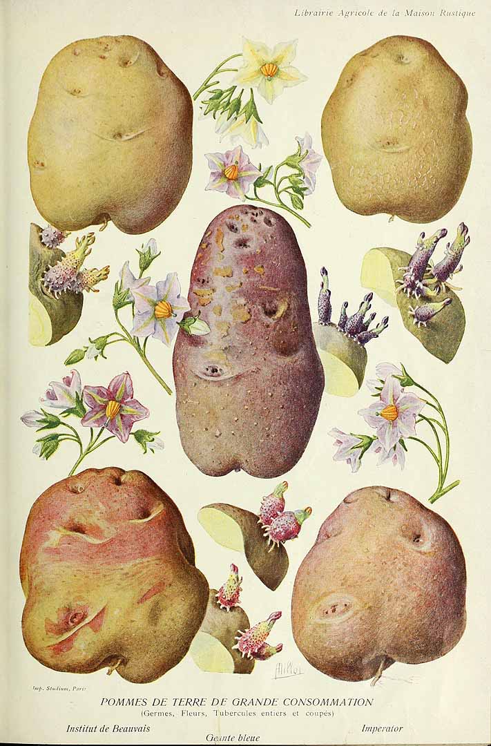 Illustration Solanum tuberosum, Par Revue horticole, sér. 4 (1852-1974) Rev. Hort. (Paris), ser. 4 vol. 90 (1918), via plantillustrations 