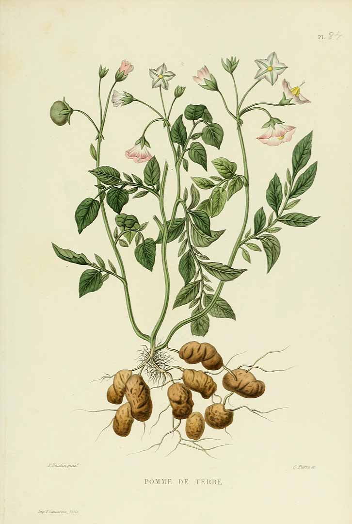 Illustration Solanum tuberosum, Par Gourdon, J., Naudin, P., Nouvelle iconographie fourragère, Atlas (1865-1871), via plantillustrations 