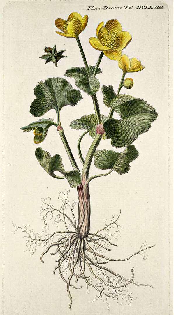 Illustration Caltha palustris, Par Oeder G.C. (Flora Danica, Hft 12, t. 668, 1761-1883), via plantillustrations 