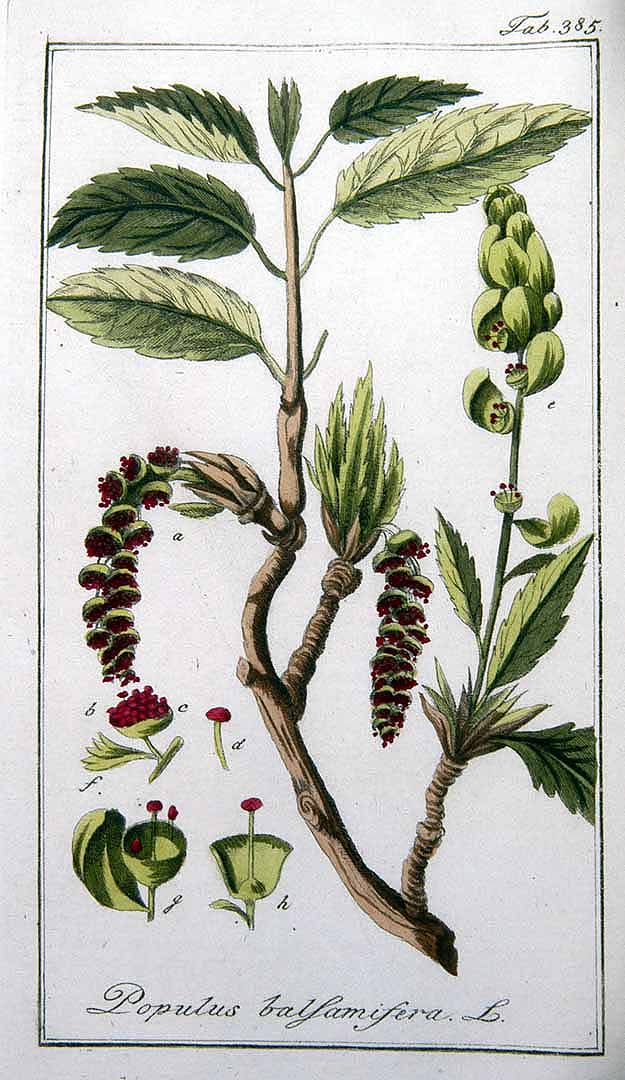 Illustration Populus balsamifera, Par Zorn, J., Oskamp, D.L., Afbeeldingen der artseny-gewassen (1796-1800) Afb. Arts.-Gew. vol. 4 (1800) t. 385, via plantillustrations 