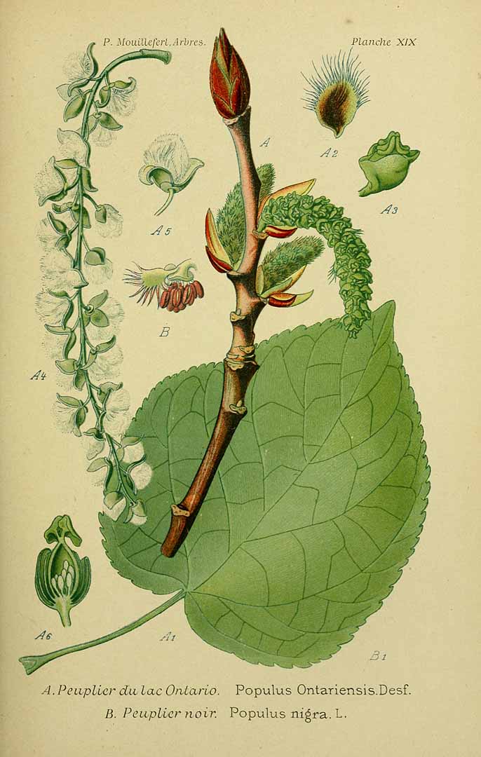 Illustration Populus balsamifera, Par Mouillefert, P., Traité des arbres et arbrissaux, Atlas (1892-1898)  (1892) t. 19	f. A, via plantillustrations 