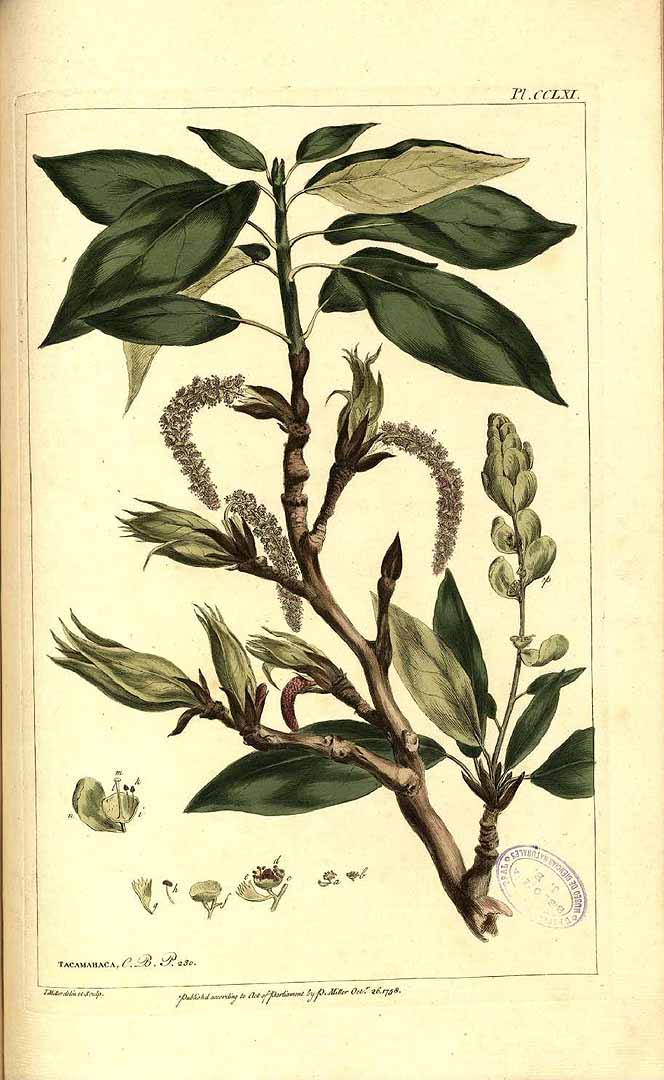 Illustration Populus balsamifera, Par Miller, P., Figures of the most beautiful, useful and uncommon plants, described in the gardeners? dictionary (1755-1760) Fig. Pl. Gard. Dict. vol. 2 t. 261, via plantillustrations 