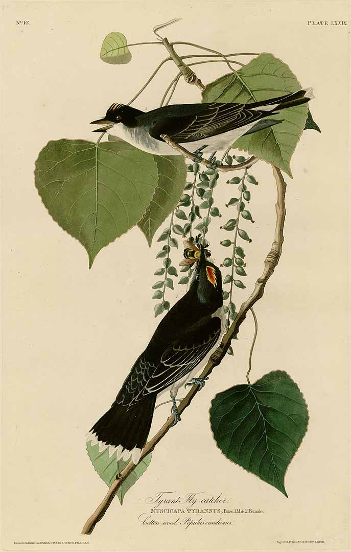 Illustration Populus candicans, Par Audubon, J.J., Birds of America [double elephant folio edition] (1826-1838)  t. 79, via plantillustrations 