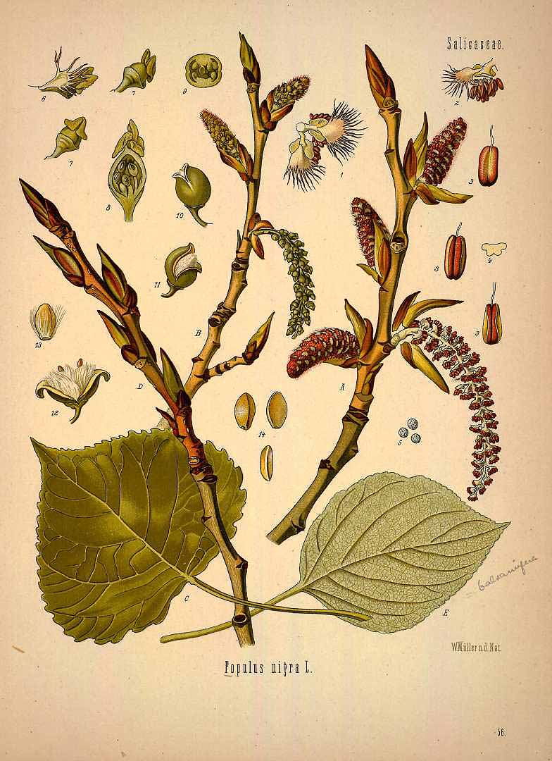 Illustration Populus nigra, Par Ko&#776;hler, F.E., Ko&#776;hler?s Medizinal Pflanzen (1883-1914) Med.-Pfl. vol. 1 (1887) t. 56, via plantillustrations 