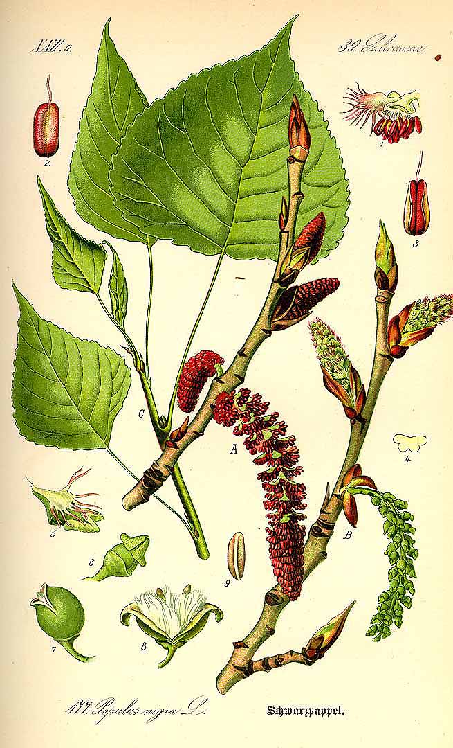 Illustration Populus nigra, Par Thomé, O.W., Flora von Deutschland Österreich und der Schweiz (1886-1889) Fl. Deutschl. vol. 2 (1885) t. 177, via plantillustrations 