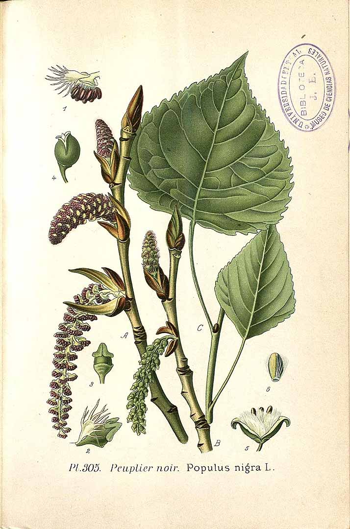 Illustration Populus nigra, Par Masclef, A., Atlas des plantes de France (1890-1893) Atlas Pl. France vol. 3 (1893) t. 305, via plantillustrations 