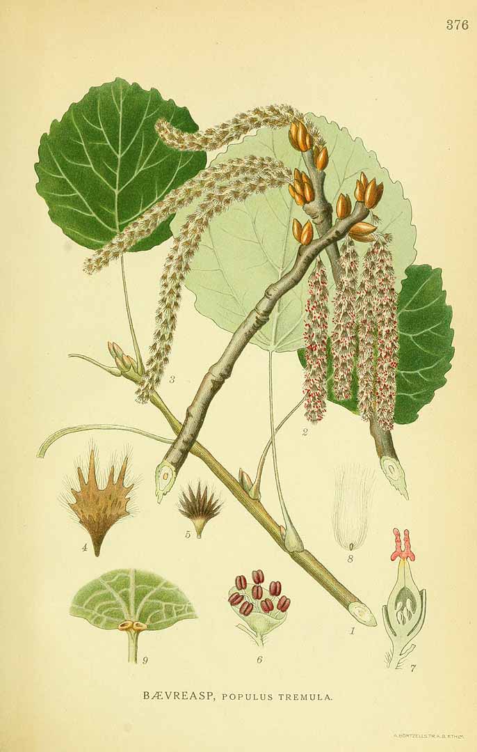 Illustration Populus tremula, Par Lindman, C.A.M., Bilder ur Nordens Flora Bilder Nordens Fl. vol. 2 (1922) t. 376, via plantillustrations 