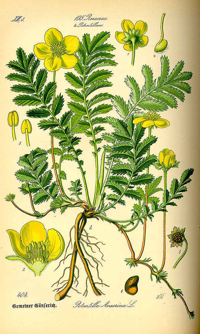 Illustration Potentilla anserina, Par Thomé, O.W., Flora von Deutschland Österreich und der Schweiz (1886-1889) Fl. Deutschl. vol. 3 (1885) t. 404, via plantillustrations 