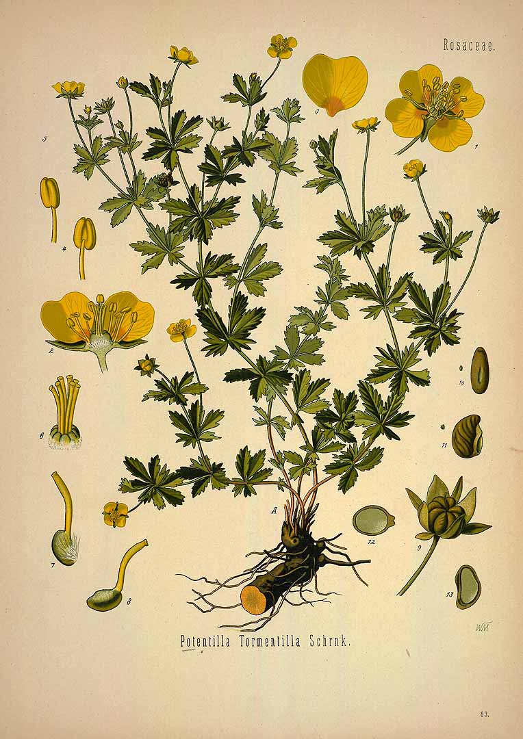 Illustration Potentilla erecta, Par Ko&#776;hler, F.E., Ko&#776;hler?s Medizinal Pflanzen (1883-1914) Med.-Pfl. vol. 1 (1887) t. 83, via plantillustrations 