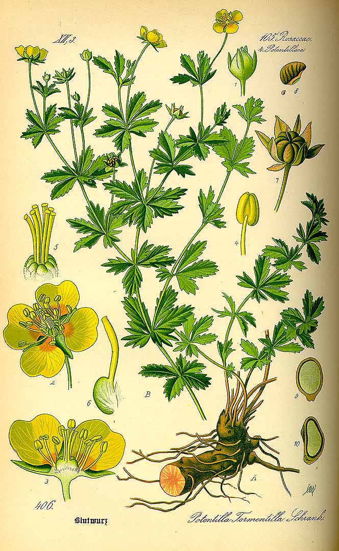 Illustration Potentilla erecta, Par Thomé, O.W., Flora von Deutschland Österreich und der Schweiz (1886-1889) Fl. Deutschl. vol. 3 (1885) t. 406, via plantillustrations 