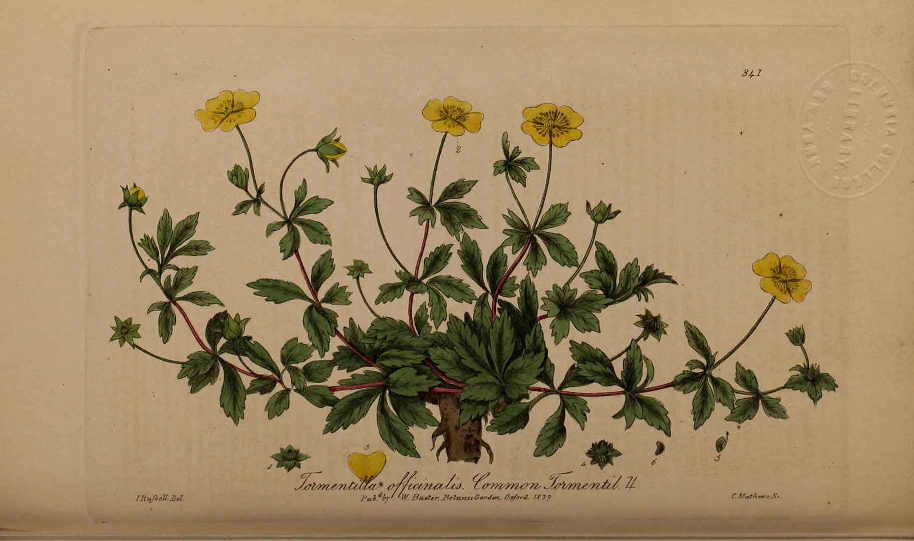Illustration Potentilla erecta, Par Baxter, W., British phaenogamous botany (1834-1843) Brit. Phaen. Bot. vol. 5 [tt. 321-400] t. 341, via plantillustrations 