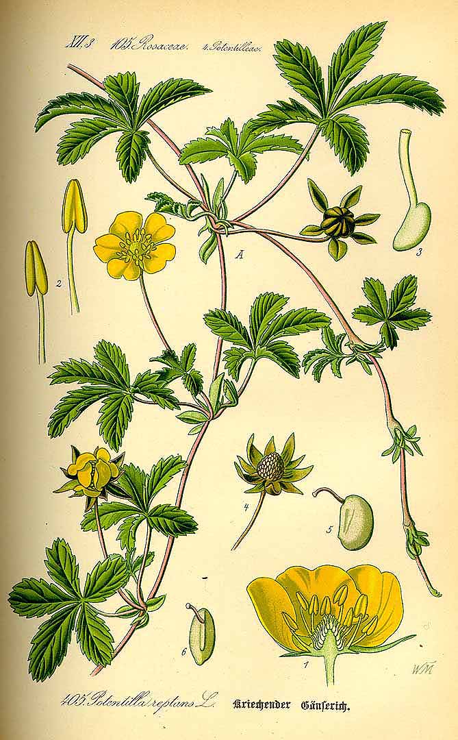 Illustration Potentilla reptans, Par Thomé, O.W., Flora von Deutschland Österreich und der Schweiz (1886-1889) Fl. Deutschl. vol. 3 (1885) t. 405, via plantillustrations 