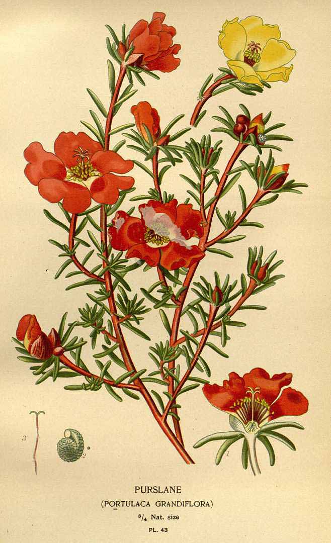 Illustration Portulaca grandiflora, Par Step, E., Bois, D., Favourite flowers of garden and greenhouse (1896-1897) Favourite Fl. vol. 1 (1896), via plantillustrations 