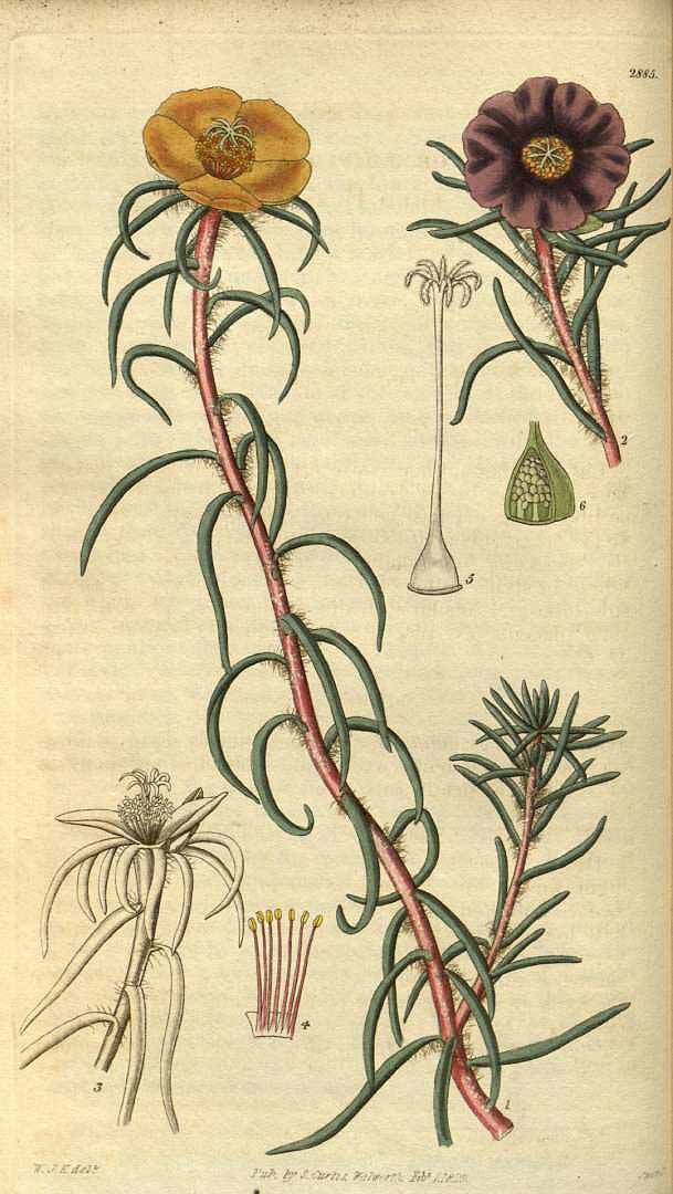 Illustration Portulaca grandiflora, Par Curtis, W., Botanical Magazine (1800-1948) Bot. Mag. vol. 56 (1829), via plantillustrations 