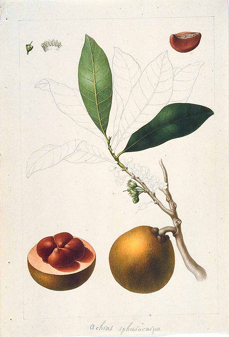 Illustration Pouteria campechiana, Par Sessé, M., Mociño, M., Drawings from the Spanish Royal Expedition to New Spain (1787?1803) (1787-1803) Draw. Roy. Exped. New Spain (1787), via plantillustrations 