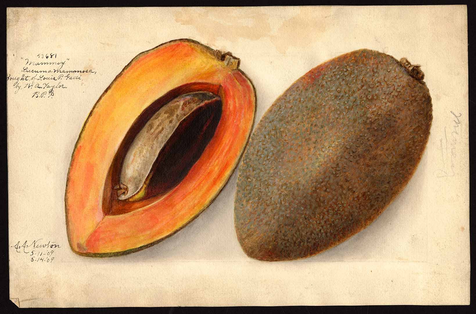 Illustration Pouteria campechiana, Par USDA Pomological Watercolor Collection (1872-1948)  t. 7411, via plantillustrations 