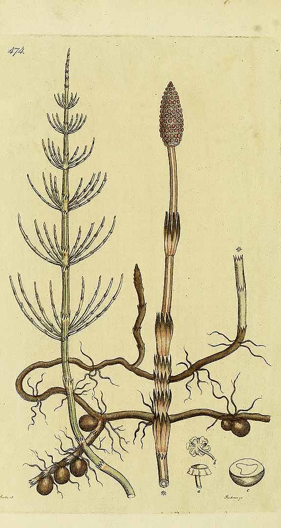 Illustration Equisetum arvense, Par Svensk botanik ([J.W. Palmstruch et al], vol. 7: t. 474, 1812), via plantillustrations 
