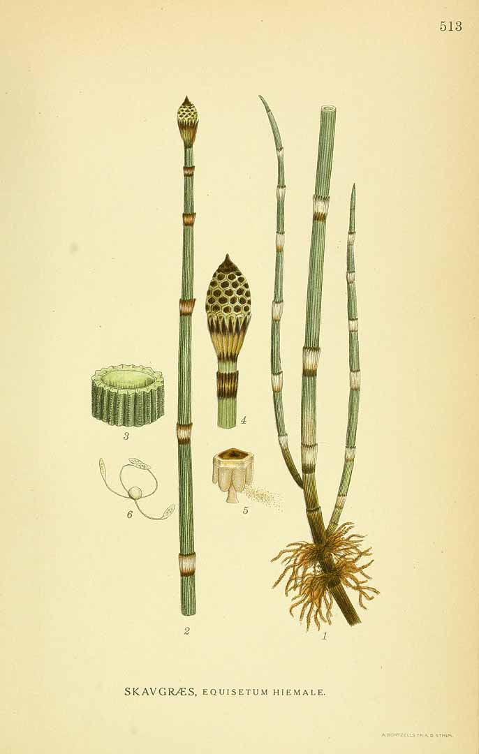 Illustration Equisetum hyemale, Par Lindman C.A.M. (Bilder ur Nordens Flora, vol. 3: t. 513, 1926), via plantillustrations 