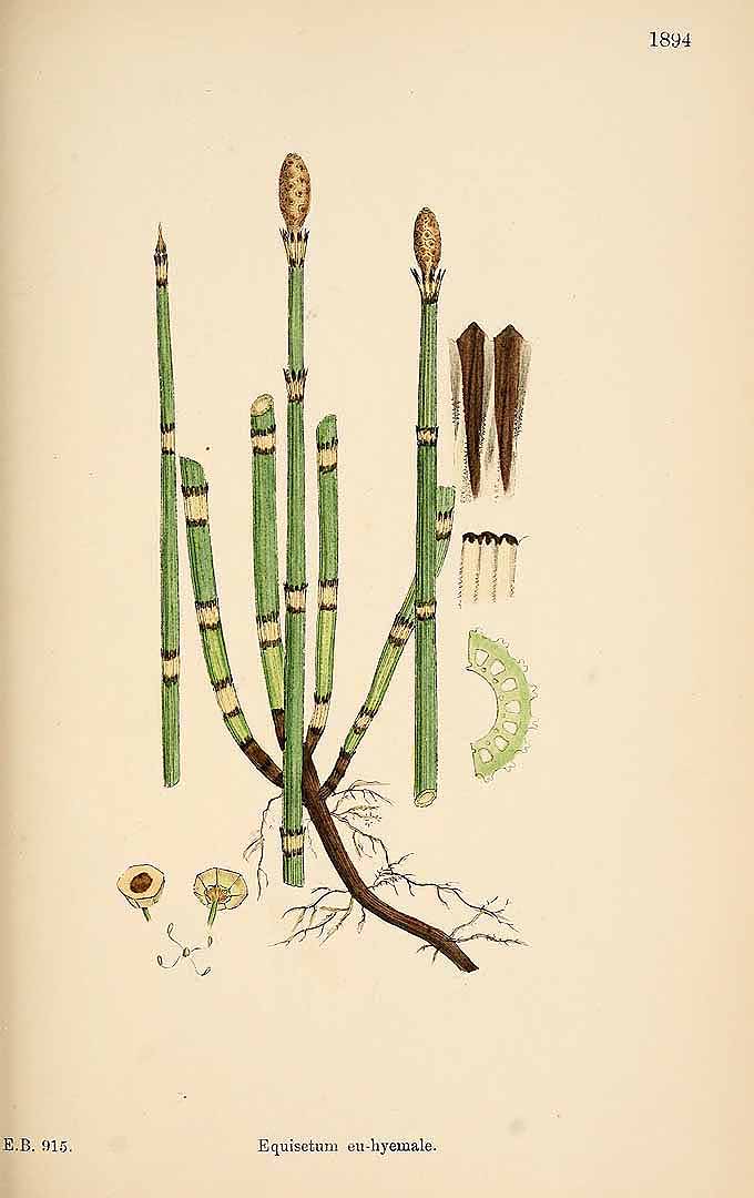 Illustration Equisetum hyemale, Par Sowerby J.E. (English Botany, or Coloured Figures of British Plants, 3th ed., vol. 12: t. 1894, 1886), via plantillustrations 